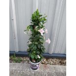 Climbing pink mandevilla