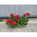 Tray of red geraniums