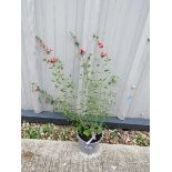 Potted red and white hot lips salvia