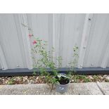 Potted red and white hot lips salvia