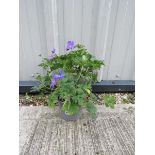 Potted crane bill blue hardy geranium