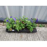 Tray of petunias