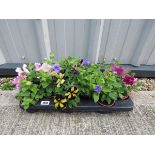 Tray of petunias