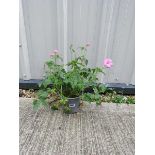 Potted crane bill pink hardy geranium