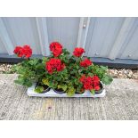 Tray of red geraniums