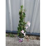 Climbing pink mandevilla