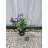 Potted crane bill blue hardy geranium