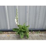 Potted mixed digitalis