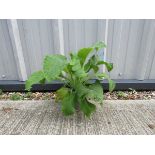 Potted mixed digitalis