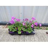 Tray of ivy leaf geraniums