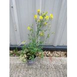 Potted mixed aquilegia