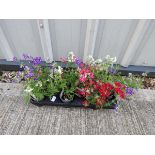 Tray of verbena