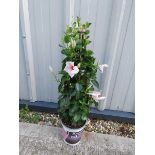 Climbing pink mandevilla