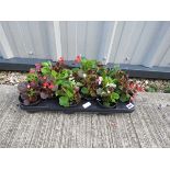 Tray of bedding begonias