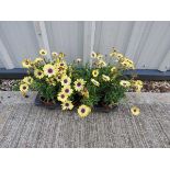 Tray of osteospermum