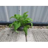 Potted mixed digitalis