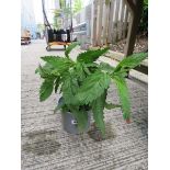 Potted verbena