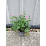 Potted crane bill pink hardy geranium