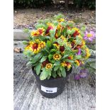 +VAT Potted red/yellow sunrita