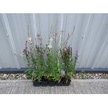 5 potted gaura gambit rose