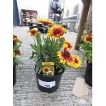 +VAT Potted red/yellow sunrita