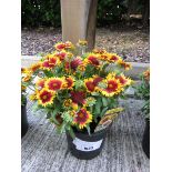 +VAT Potted red/yellow sunrita