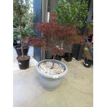 +VAT Red pygmy in pot