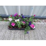 Tray of pirouette double petunias