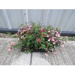 Tray of nellie fuchsias