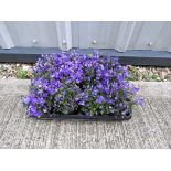 Large tray of campanula