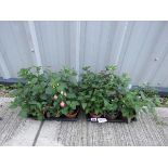 2 trays of hardy fuchsias