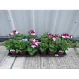 2 trays of mixed pelargoniums