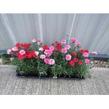 2 trays of sunnybees dianthus