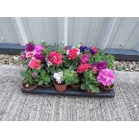 Tray of pirouette double petunias