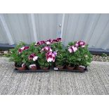 2 trays of mixed pelargoniums