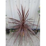 Red cordyline in terracotta pot