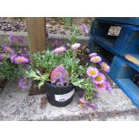 +VAT Potted sea breeze pink erigeron