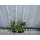 5 potted gaura gambit rose