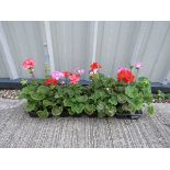 4 small trays of horizon geraniums