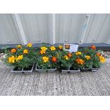 4 small trays of French flamenco marigolds