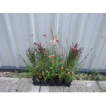 5 potted gaura gambit rose