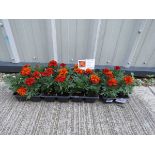 4 small trays of fireball French marigolds