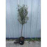 Large olive tree