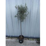 Large olive tree