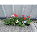 4 small trays of horizon geraniums