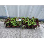 2 trays of premium shade kong coleus