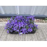 Large tray of campanula