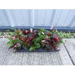 Tray of organdy begonias