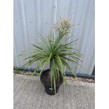 +VAT Large cordyline