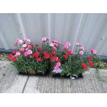 2 trays of sunnybees dianthus